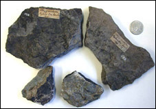 Fossils donated to the Geological Survey of Canada by T.W.E. Sowter in 1908